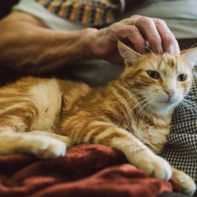 A new study compared rates of cognitive decline between pet owners and non-pet owners over a period of nine years.