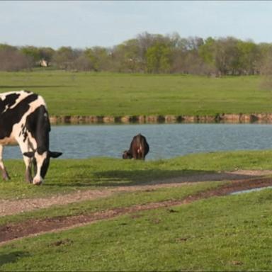 VIDEO: Why you should be paying attention to bird flu: Virologist