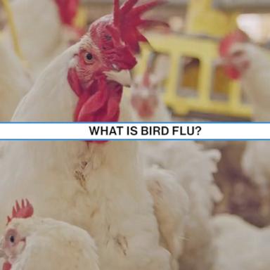 VIDEO: What is bird flu?