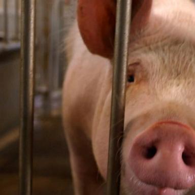 Inside the farm raising gene-edited pigs for human kidney transplants