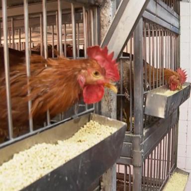 NY temporarily closes live poultry markets to prevent spread of bird flu