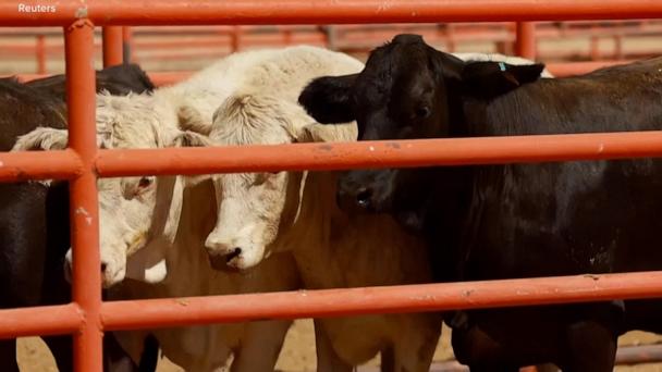 Imports of livestock from the southern border have been banned due to the spread of a flesh-eating pest in Mexico, the U.S. Department of Agriculture said on Sunday.