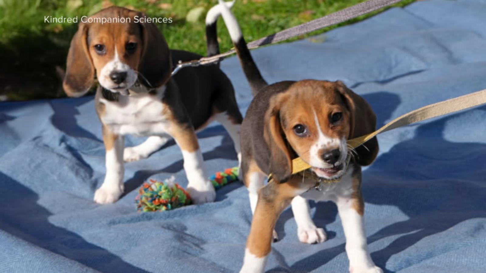 WATCH:  Dogs genetically engineered to prevent allergies