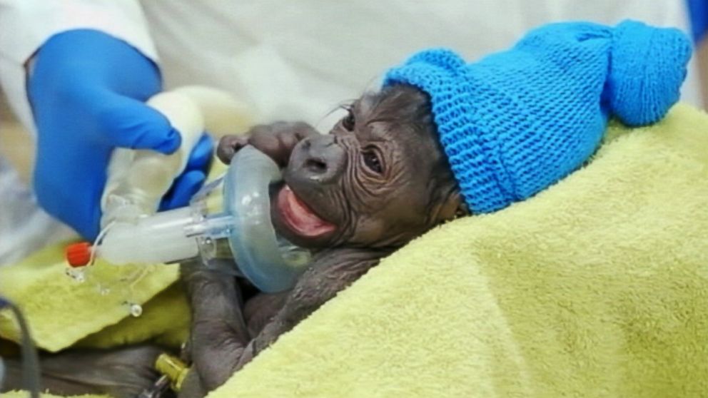PHOTO: A baby gorilla was born at the San Diego Zoo Safari Park via a rare c-section. 