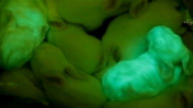 PHOTO: Scientists have created glow in the dark bunnies
