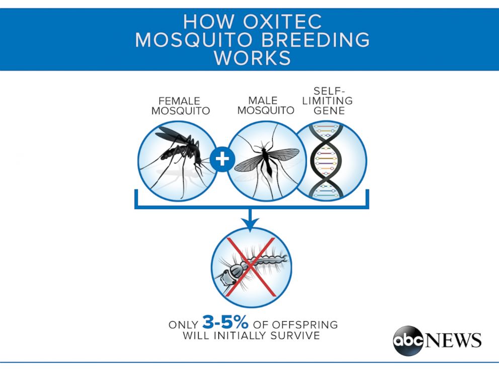 PHOTO: The Oxitec mosquito has a self-limiting gene so that its offspring don't survive in the wild.