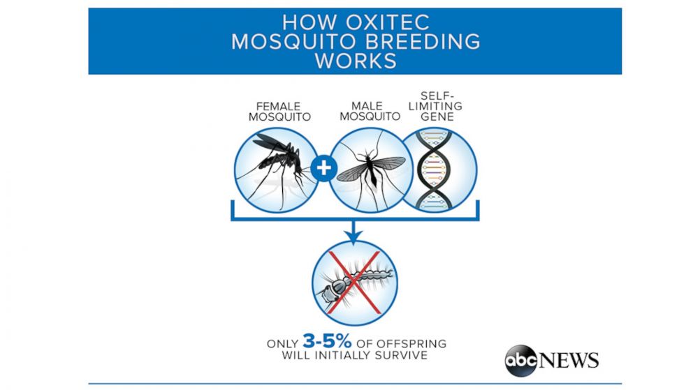 PHOTO: The Oxitec mosquito has a self-limiting gene so that its offspring don't survive in the wild.