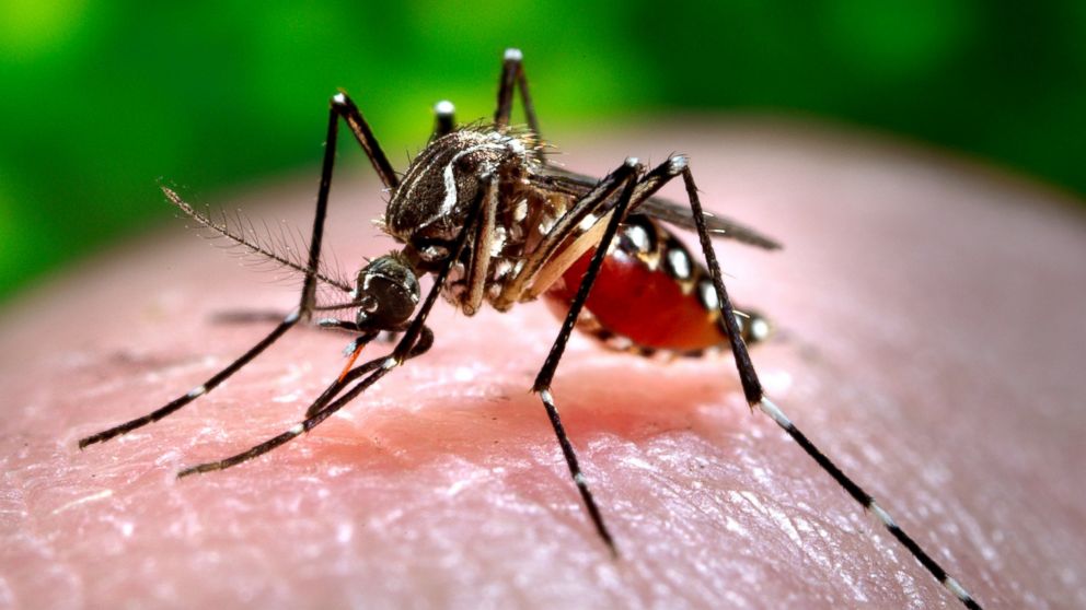 The Zika virus is spread through the Aedes species of mosquito and officials are confirmed it has caused birth defects in children.