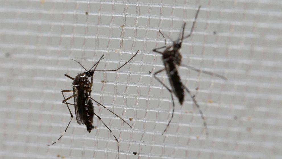 Aedes aegypti mosquitoes to be tested for various diseases perch inside a container at the Gorgas Memorial Laboratory in Panama City,  Feb. 4, 2016.