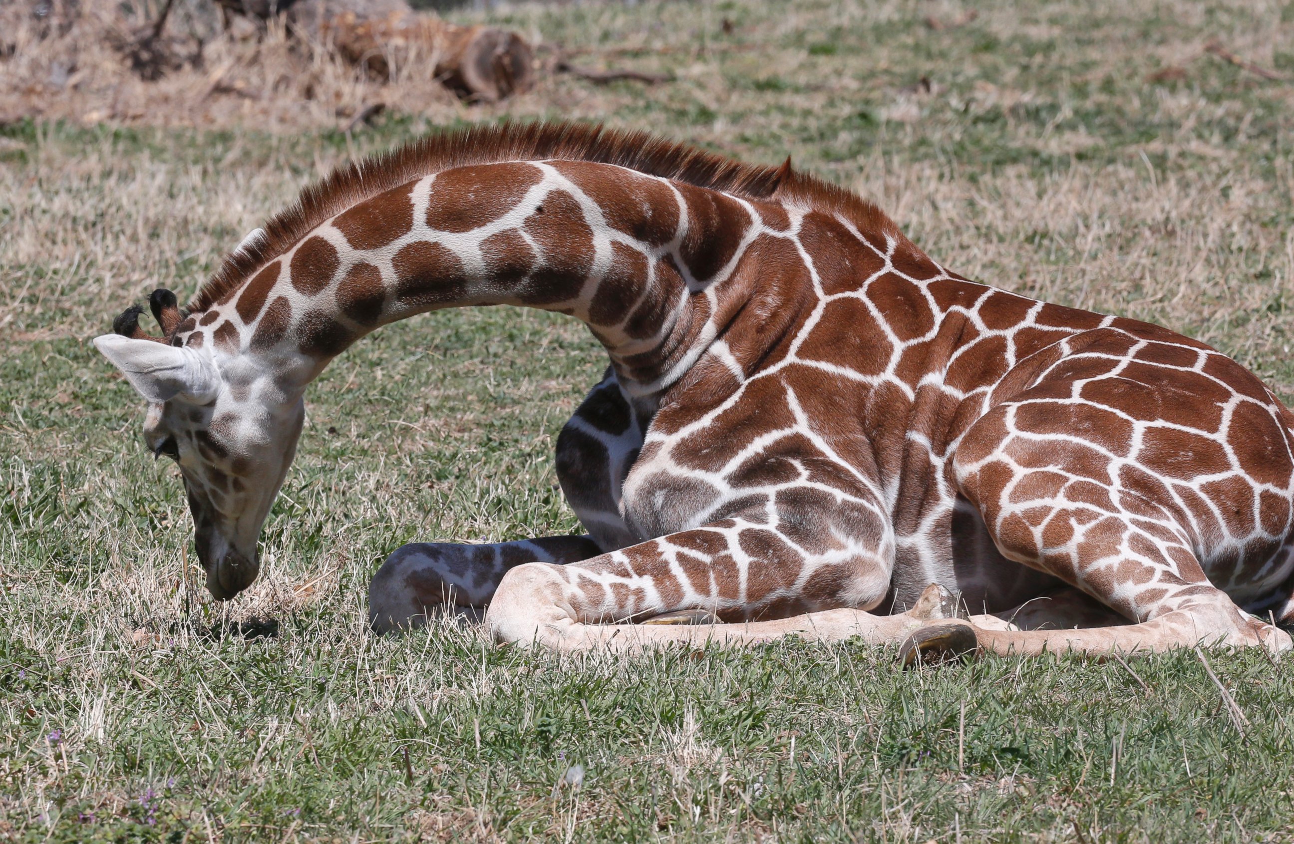 PHOTO: Six-month-old Kyah, a giraffe at the Oklahoma City Zoo, sits on the ground as she grazes at the zoo in Oklahoma City, April 4, 2014.