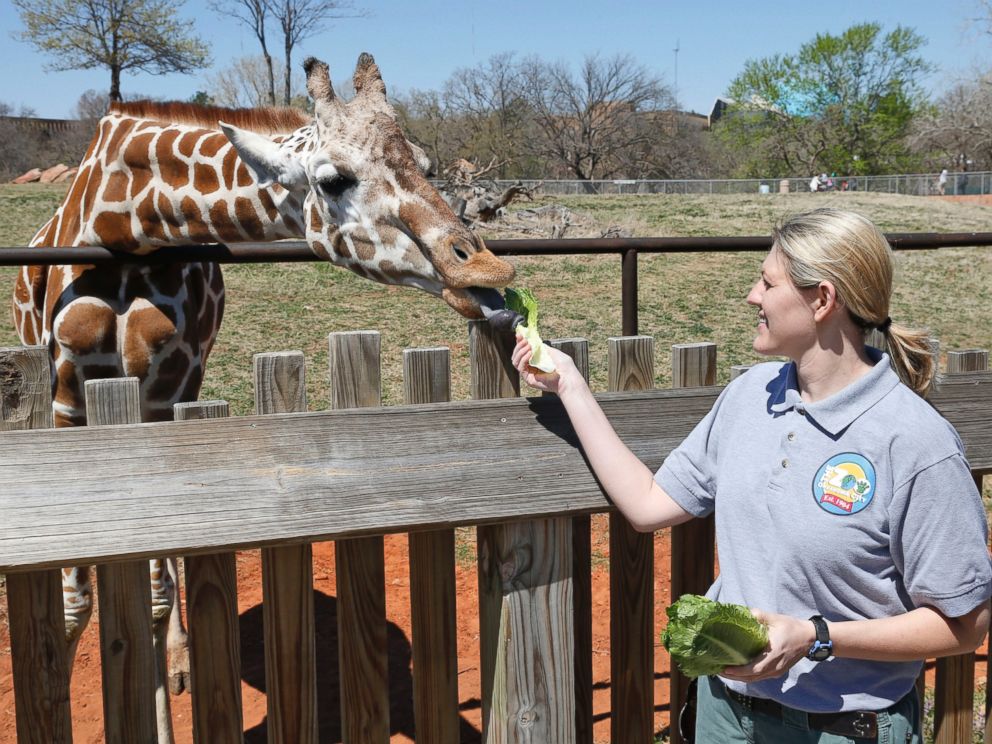 Baby Giraffe’s Neck Surgery a Long Shot, Zoo Says - ABC News