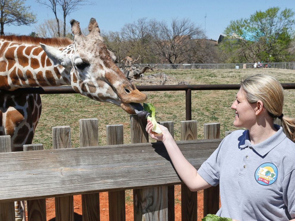 PHOTO: Dr. Gretchen Cole, associate veterinarian at the Oklahoma City Zoo, feeds Ellie, a giraffe at the zoo, in Oklahoma City, April 4, 2014. 