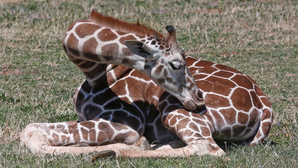 Six-month-old Kyah, a giraffe at the Oklahoma City Zoo, reaches around to lick her leg at the zoo in Oklahoma City, April 4, 2014. Kyah will undergo surgery at Oklahoma State University to remove a blood vessel that is wrapped around her esophagus, making it difficult for her to eat solid foods.