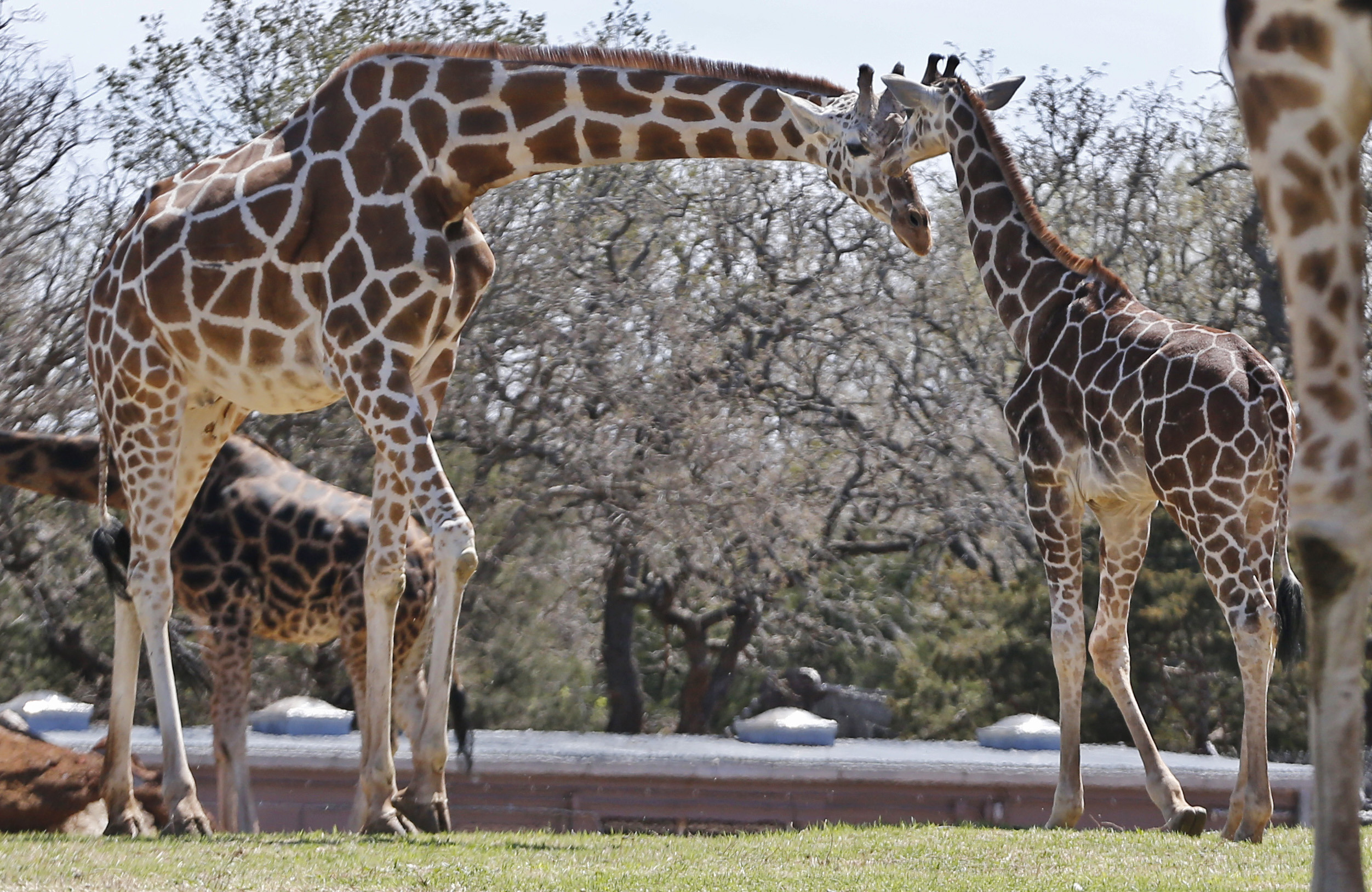 PHOTO: Six-month-old Kyah, a giraffe at the Oklahoma City Zoo, stands next to her mother, Ellie, at the zoo in Oklahoma City, April 4, 2014.