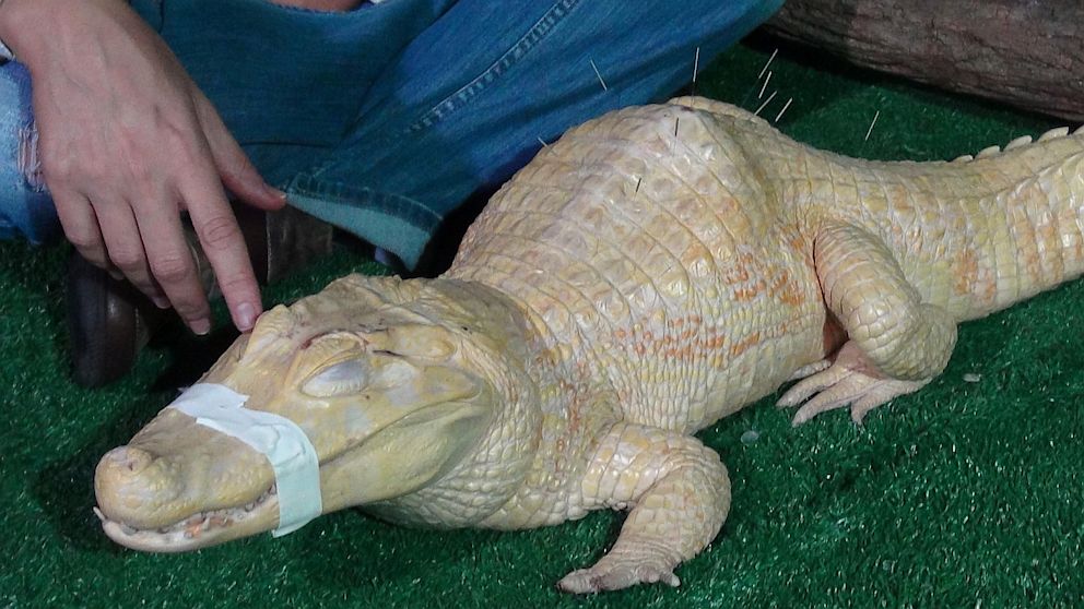 Bino, the albino alligator, receives acupuncture treatment in Sao Paulo, Brazil, Aug 27, 2013.