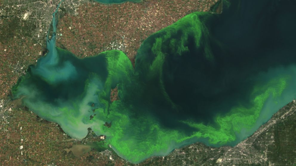 PHOTO: This satellite image provided by NOAA shows the algae bloom on Lake Erie in 2011.