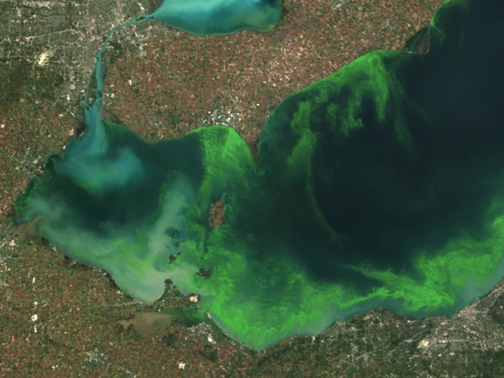 PHOTO: This satellite image provided by NOAA shows the algae bloom on Lake Erie in 2011.