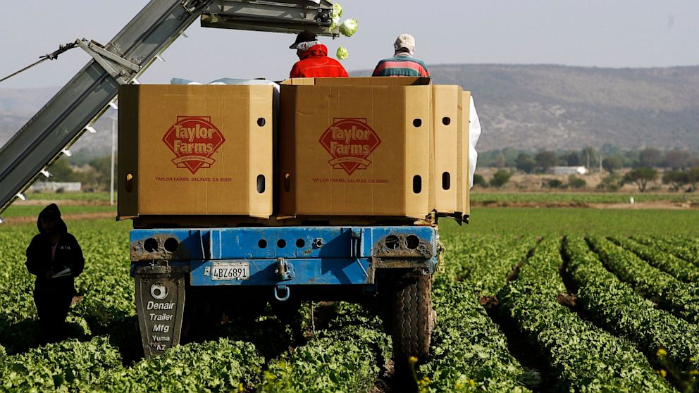 Workers pack lettuces at a Taylor Farms field in the town of Doctor Mora, Mexico, March 26, 2008. An FDA investigation has confirmed that the salad mix identified by Iowa and Nebraska as being linked to the outbreak of cyclosporiasis in those states was supplied by Taylor Farms de Mexico, S. de R.L. 