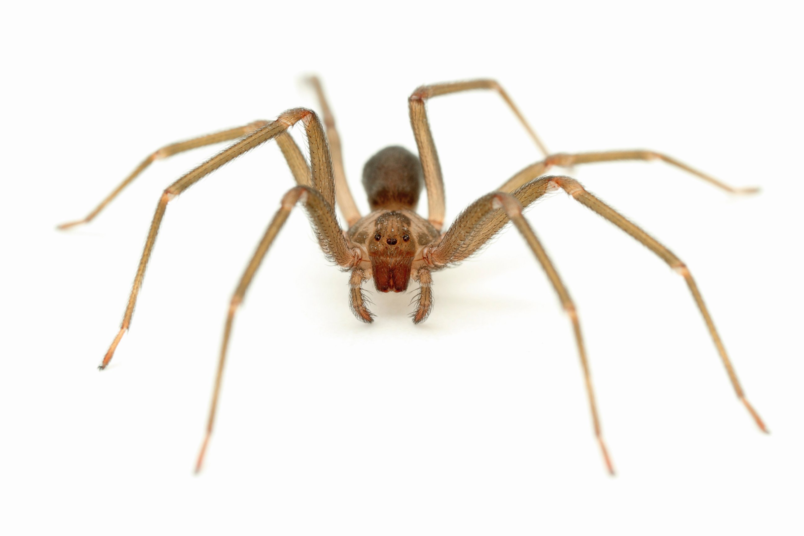 PHOTO: Brown recluse spiders are found in the south and Midwestern parts of the country.