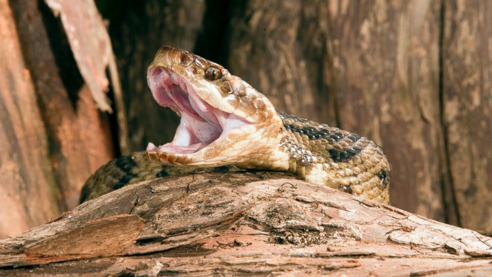 VIDEO: Austin Hatfield, 18, is reportedly in critical condition at Tampa General Hospital after the cottonmouth snake he was keeping as a pet bit him.