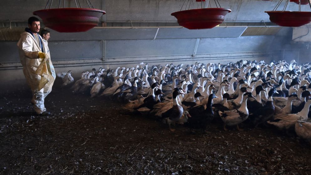 PHOTO: Duck farmers drive birds out of an enclosure as they prepare to slaughter a portion of the farm's 32,000 ducks, in Belloc-Saint-Clamens, southwestern France, Jan. 6, 2017, after the detection of bird flu.