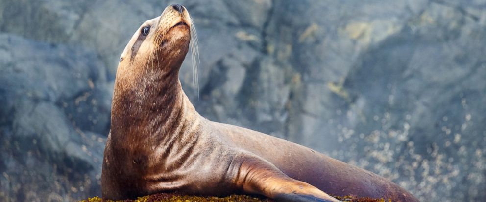 Girl Pulled Into Harbor By Sea Lion Treated For Rare Seal Finger