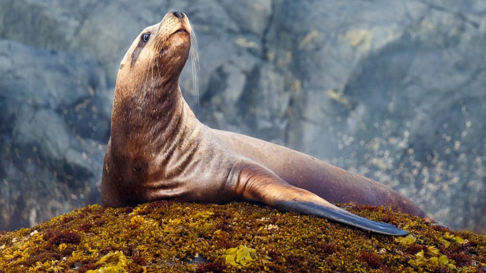 Girl pulled into harbor by sea lion treated for rare seal finger