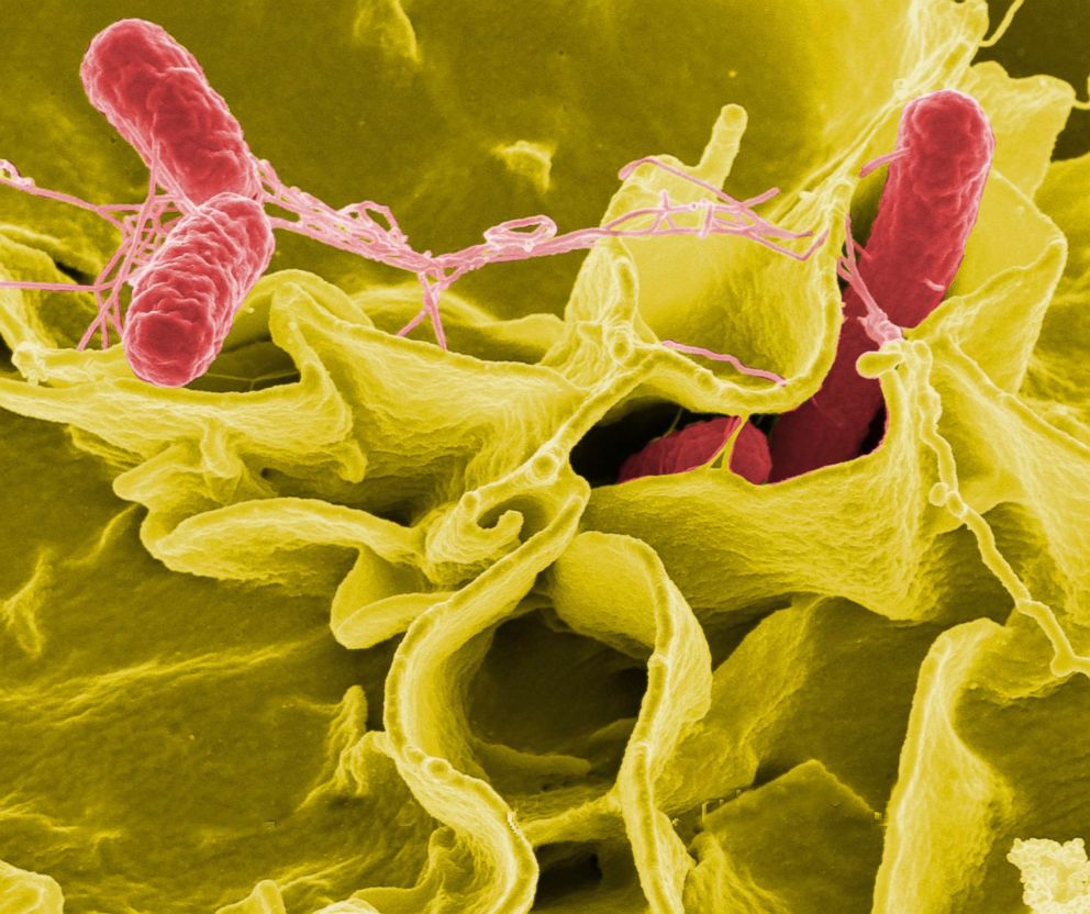 PHOTO: Color-enhanced scanning electron micrograph showing Salmonella typhimurium, red, invading cultured human cells. 