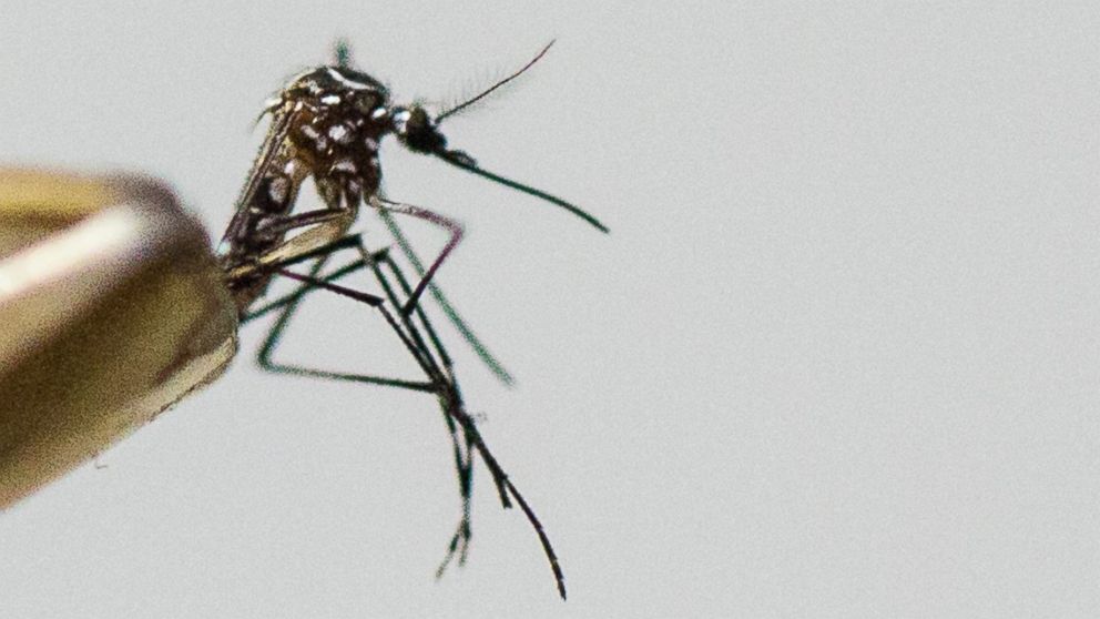 PHOTO: Aedes aegypti mosquito, the species which transmits the dengue virus, chikungunya fever and zika is photographed on March 04, 2016 in Sao Paulo, Brazil.