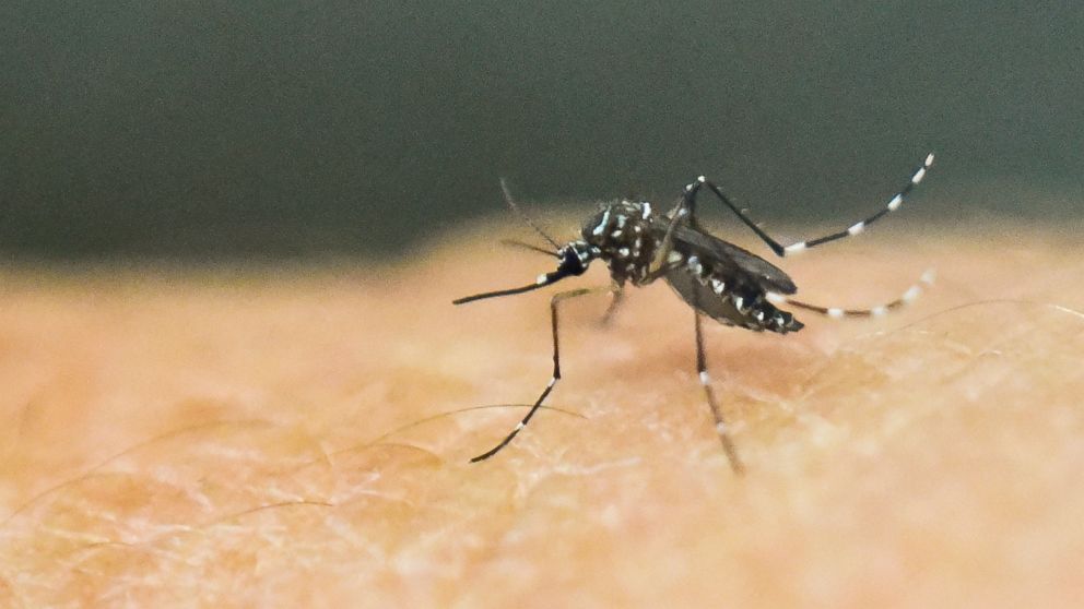 An Aedes Aegypti mosquito is photographed on human skin in a lab of the International Training and Medical Research Training Center (CIDEIM) on Jan. 25, 2016, in Cali, Colombia. 