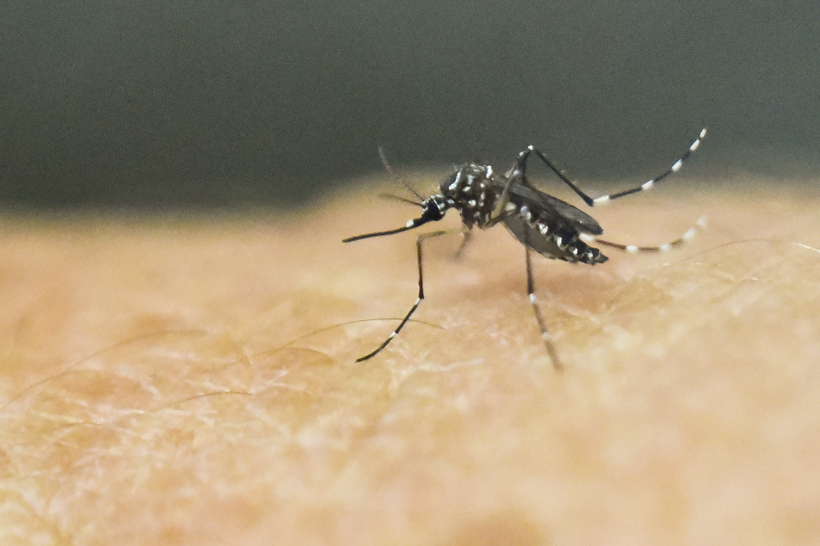 PHOTO:An Aedes Aegypti mosquito is photographed on human skin in a lab of the International Training and Medical Research Training Center (CIDEIM) on Jan. 25, 2016, in Cali, Colombia. 