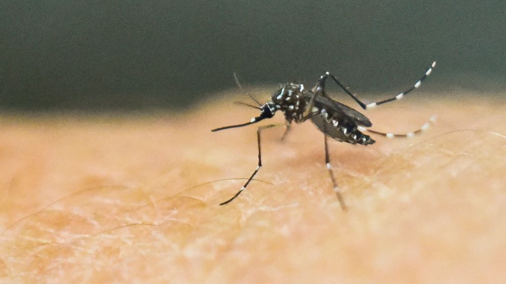 4 more cases of locally acquired dengue reported in Florida