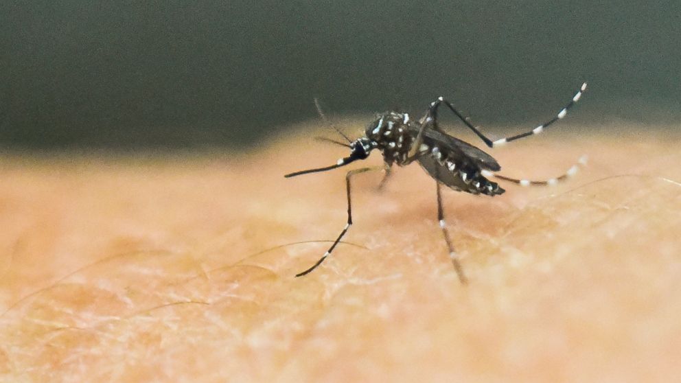 An Aedes Aegypti mosquito is photographed on human skin in a lab of the International Training and Medical Research Training Center (CIDEIM) on Jan. 25, 2016, in Cali, Colombia. 