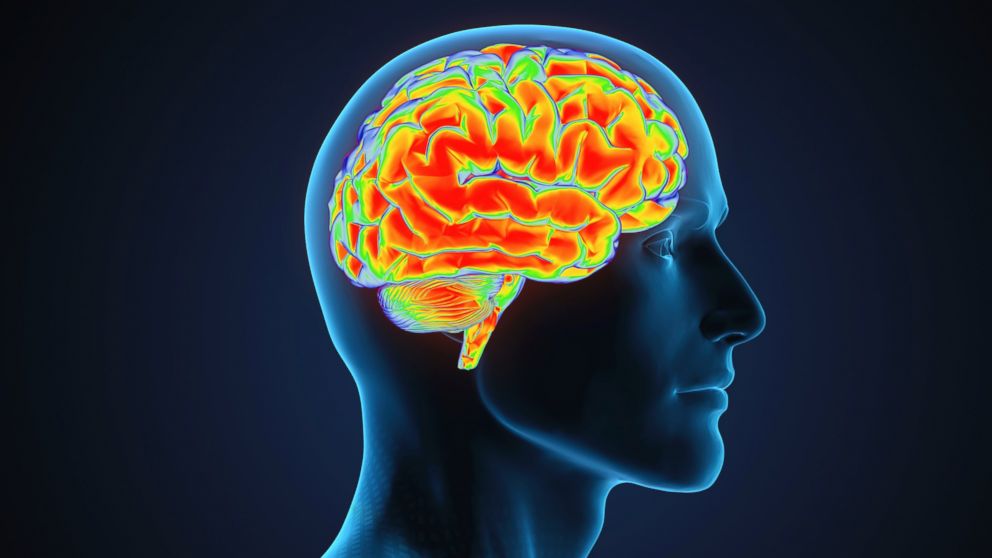 An illustration of a human brain is pictures in this stock photo. 