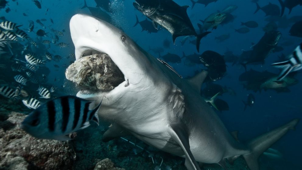 Shark attacks: How common are they?