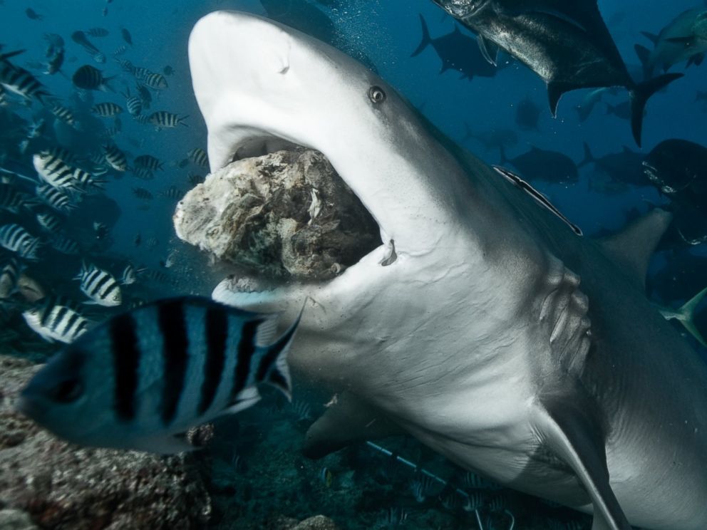 How bad is a shark bite?