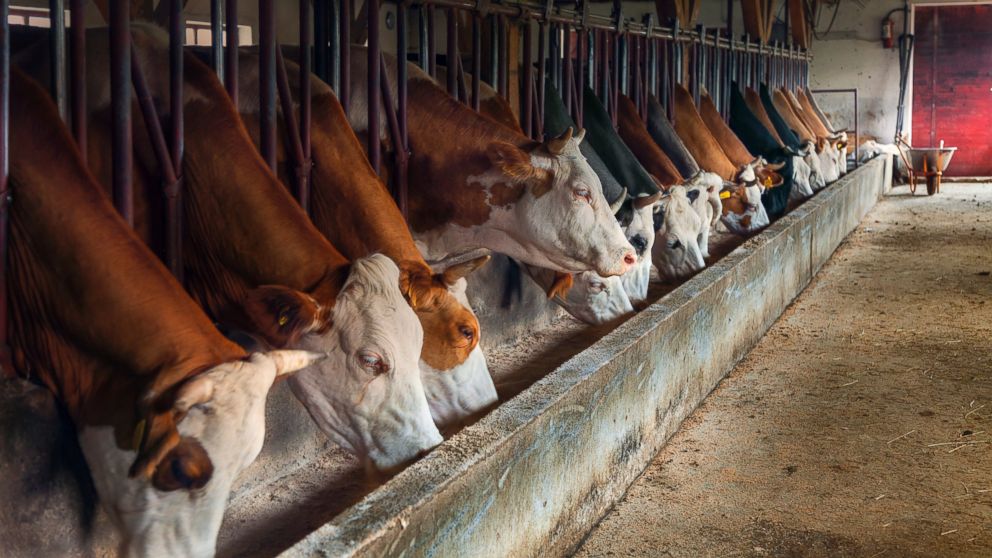 Adams Farms in Athol, Massachusetts has listed a recall on their beef, veal and bison.