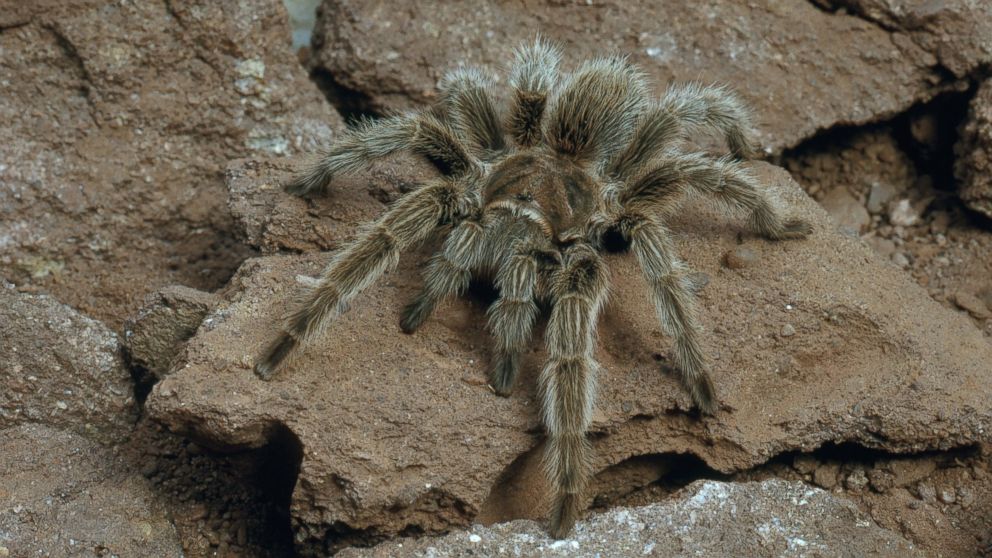 PHOTO: The Chilean rose-hair tarantula is seen in this undated stock photo. 
