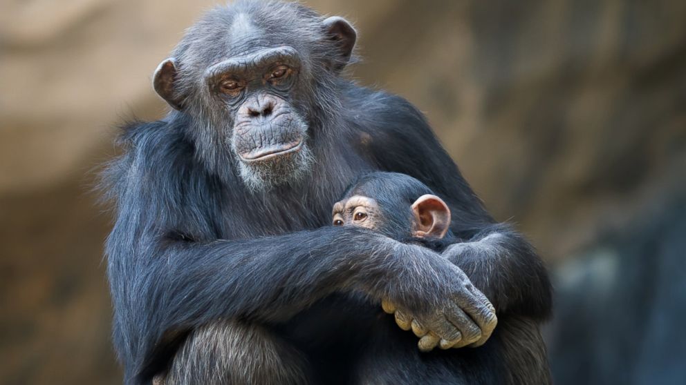 PHOTO:The NIH will no longer use chimpanzees for medical testing.  