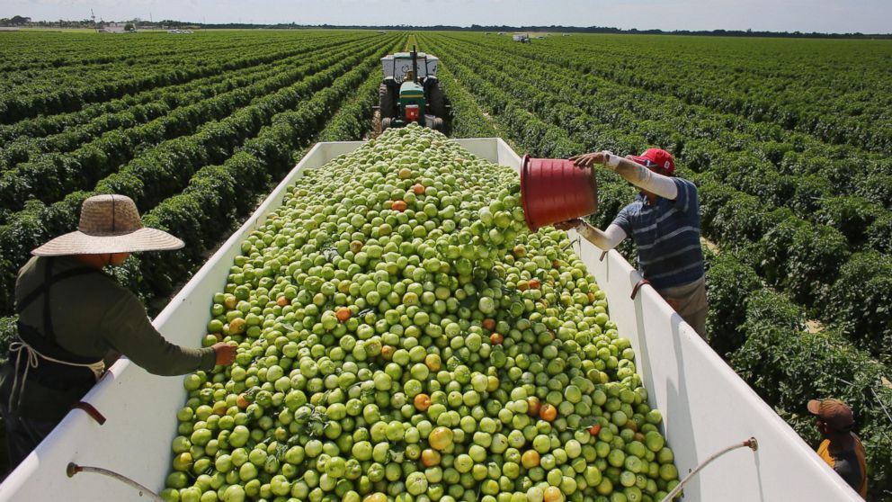 Workers fill a trailer with tomatoes as they harvest them in the fields of DiMare Farms on Feb. 6, 2013 in Florida City, Fla. 