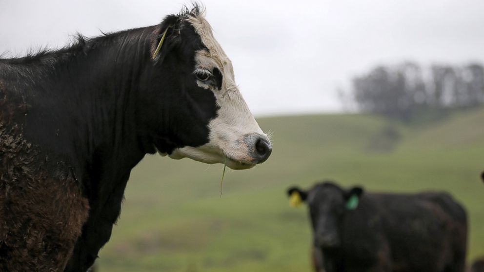 PHOTO: Cows graze on grass at the Stemple Creek Ranch on April 24, 2014 in Tomales, Calif. 