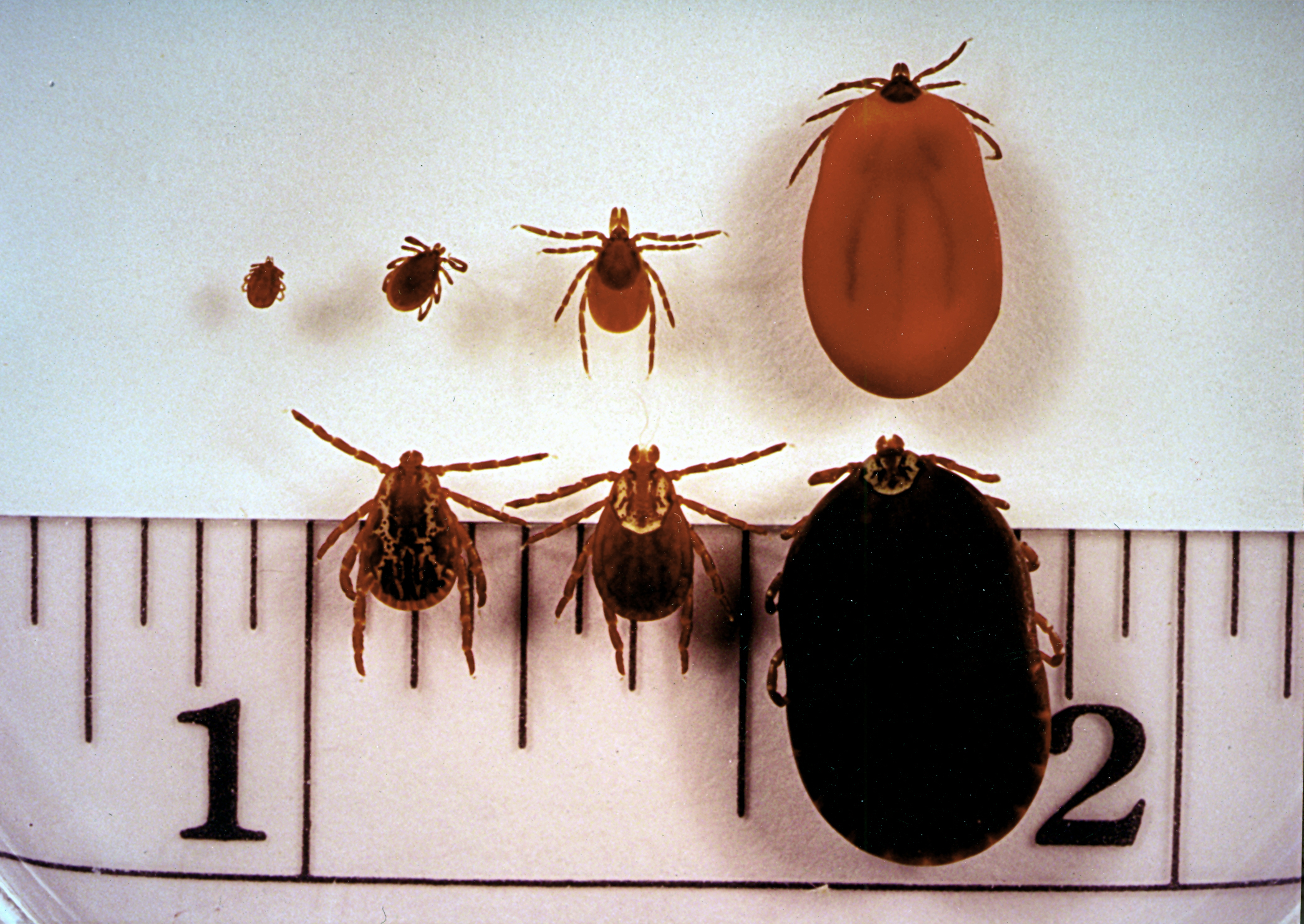 PHOTO: On the top row, the Ixodes dammini, or "deer tick," which transmits lyme disease, is seen. On the bottom row is the dermacentor variabilis, or "American dog tick."