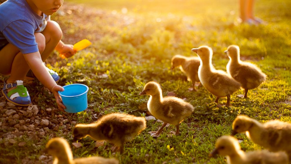 A child feeds ducks on farm in this undated file photo. 