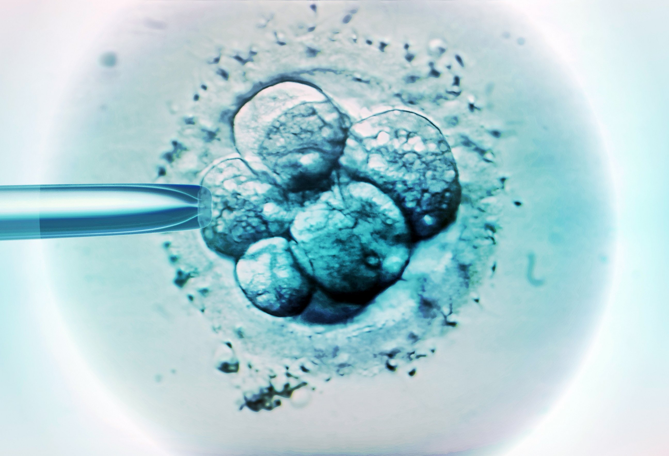 PHOTO: Embryo selection for IVF light micrograph.