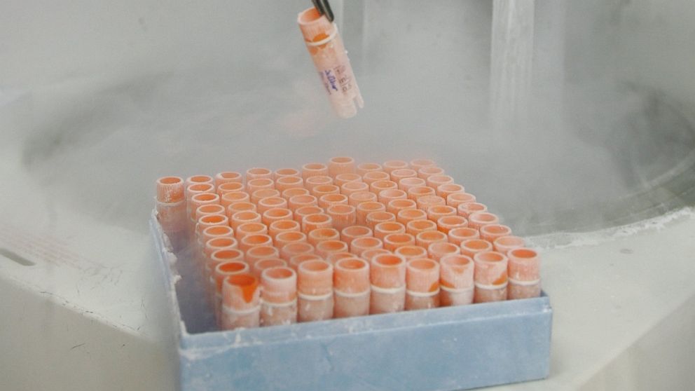 Photo taken in 2008 shows a scientific researcher handling frozen embryonic stem cells in a laboratory, at the Univesity of Sao Paulo's human genome research center. Scientists reported on May 4, 2016 they had grown human embryos in the lab for nearly two weeks, an unprecedented feat.