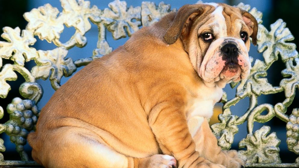 Here's how a pudgy dog can help you lose weight.