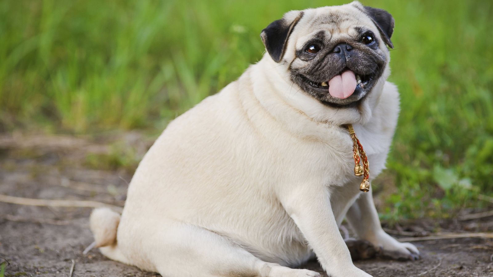 Is Your Dog Too Fat? How to Get a 