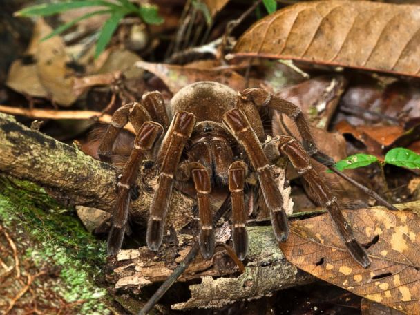 Puppies-sized spider holding two cigarettes for food in the rain forest