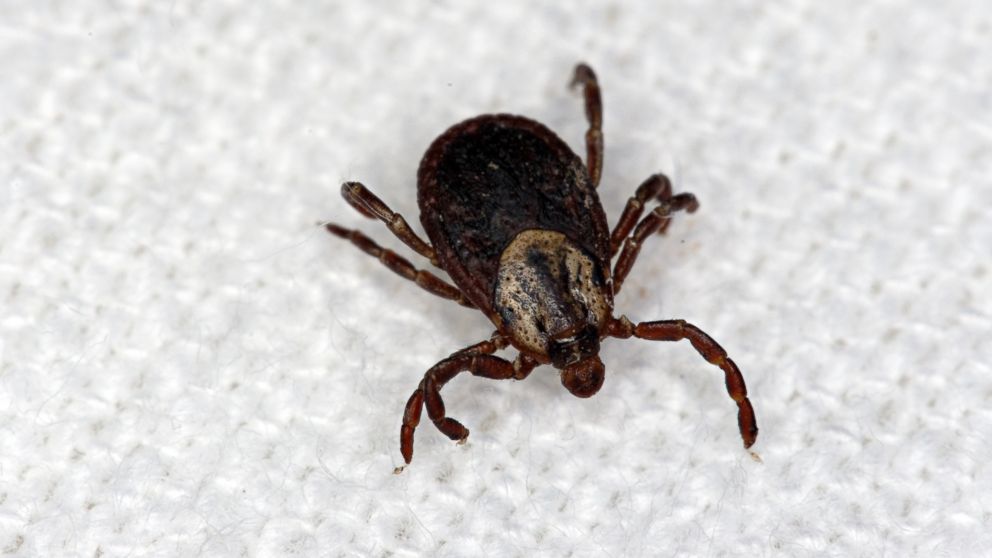 This undated stock photo shows an adult female tick.