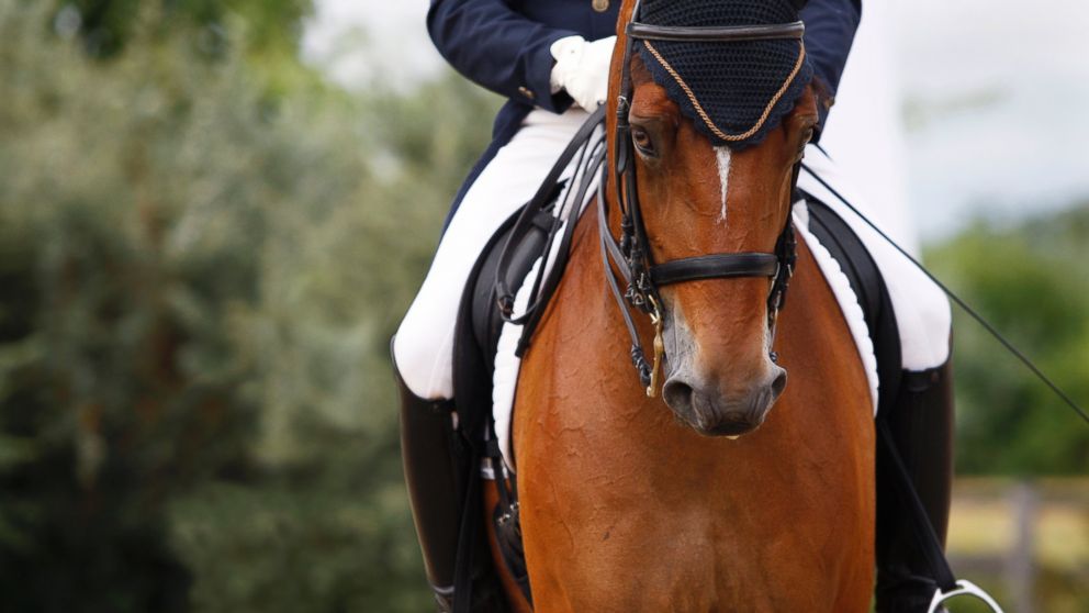 PHOTO: A study has highlighted the risks of horseback riding